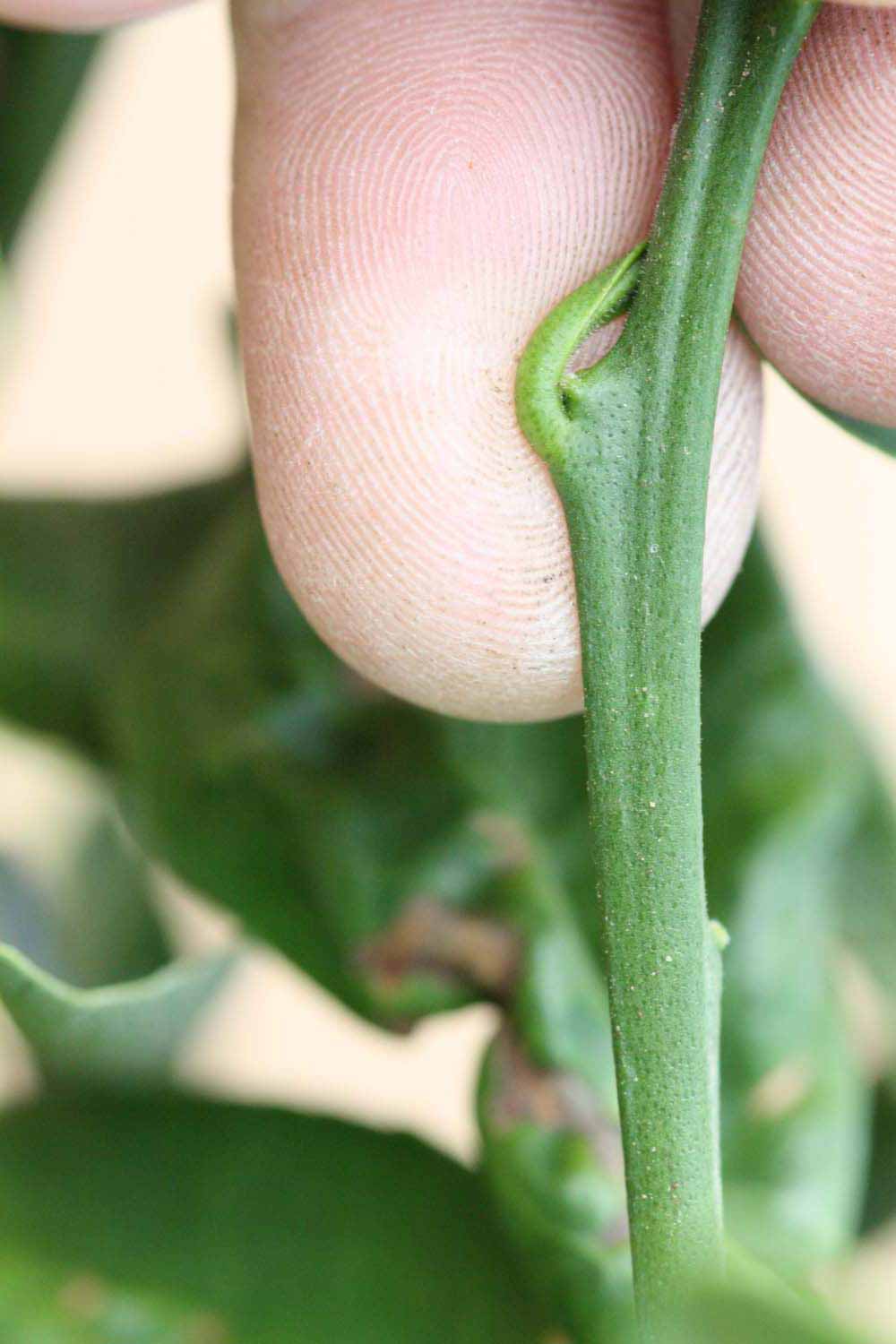            First year twig (Riverside, CA)   